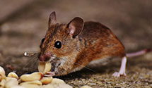 24 Hour & Emergency Exterminators in RSM, CA